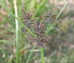 Whiteedge flatsedge